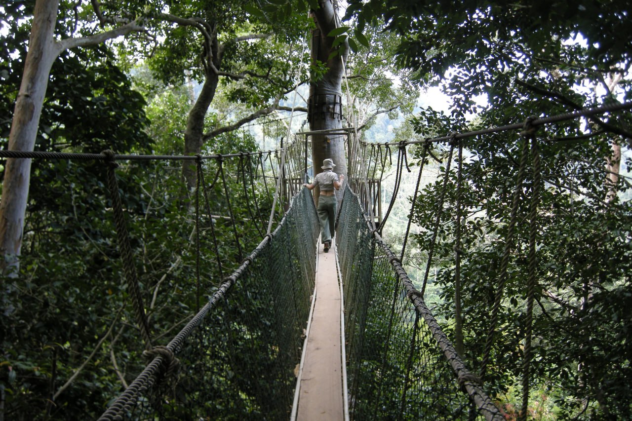 Taman Negara rainforest